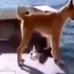 فيديو تمثيلي جميل لدلفين ينقذ كلب